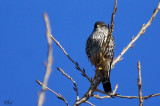 Faucon émerillon - Merlin
