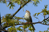 Bruant des plaines - Clay-colored sparrow