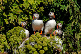 Macareux moine - Atlantic puffin
