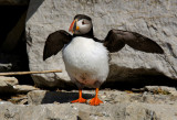 Macareux moine - Atlantic puffin