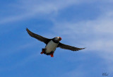 Macareux moine - Atlantic puffin