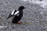 Guillemot à miroir - Black guillemot