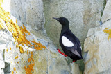 Guillemot à miroir - Black guillemot