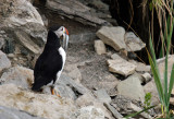 Macareux moine - Atlantic puffin