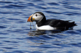 Macareux moine - Atlantic puffin