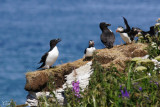 Macareux moine et petit pingouins