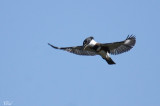 Martin-pêcheur - Belted kingfisher