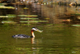 Grèbe jougris - Red-necked grebe
