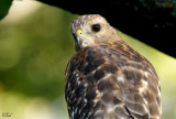 Buse à épaulettes - Red-shouldered Hawk