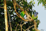 Caïque de Barraband et Pione à tête bleue - Orange-cheeked Parrot and Blue-headed parrot