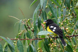 Cardinal à dos noir - Black-backed grosbeak