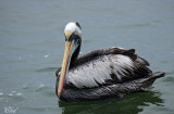 Pélican thage - Peruvian pelican