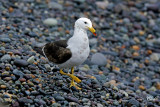 Goéland Siméon - Belcher's Gull