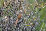 Synallaxe à front rouille - Rusty-fronted canastero