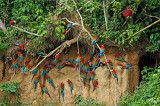 Ara chloroptère - Red-and-green Macaw
