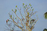 Aras, Pione et quinze Amazone poudrée! - One Blue-headed Parrot, two Macaws and fifteen Mealy Parrot