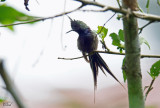 Coquette de Popelaire - Wire-crested Thorntail