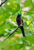 Coquette de Popelaire - Wire-crested Thorntail