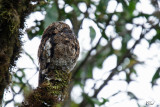 Ibijau des Andes - Andean potoo