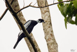 Cotinga à col nu - Bare-necked Fruitcrow