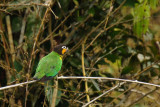 Caïque de Barraband - Orange-cheeked Parrot