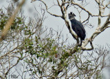Harpie féroce - Harpy eagle