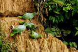 Amazone poudrée - Mealy Parrot