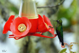 Métallure émeraude - Scaled Metaltail