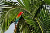 Ara chloroptère - Red-and-green Macaw