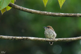 Barbacou lancéolé - Lanceolated Monklet