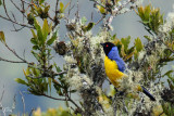 Tangara montagnard - Hooded Mountain-Tanager