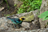 Calliste à tête dorée - Saffron-crowned Tanager