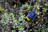 Tangara à col d'or - Golden-collared Tanager