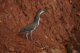 Onoré fascié - Fasciated Tiger-Heron