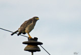 Buse à gros bec - Roadside hawk