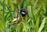 Donacobe à miroir - Black-capped Donacobius