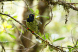Cotinga barré - Barred fruiteater