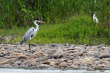Héron cocoi - Cocoi Heron