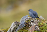 Haplospize gris-de-plomb - Plumbeous Sierra-Finch