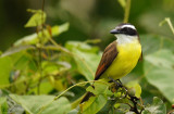 Tyran licteur - Lesser Kiskadee