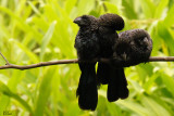 Ani à bec lisse - Smooth-billed Ani