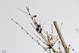 Tityre masqué - Masked Tityra