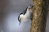 Sittelle à poitrine blanche - White-breasted Nuthatch