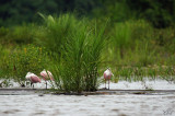 Spatules rosée - Roseate Spoonbills