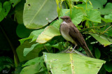 Merle à bec noir - Black-billed thrush