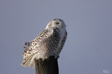 Harfang des neiges - Snowy Owl