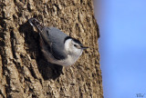 Sittelle à poitrine blanche - White-breasted Nuthatch