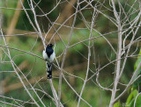 Tangara pilurion - Magpie Tanager