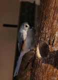 Mésange bicolore - Tufted Titmouse