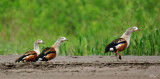 Ouettes de l'Orénoque - Orenoco Geese